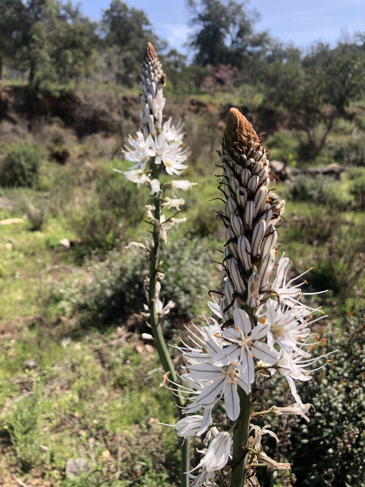 Discovery of Mediterranean Flora - Expérience Côte d'Azur