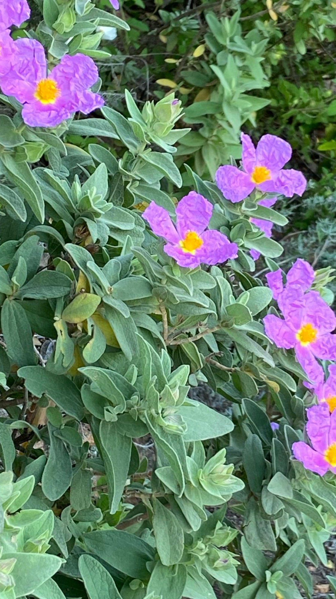 Discovery of Mediterranean Flora - Expérience Côte d'Azur