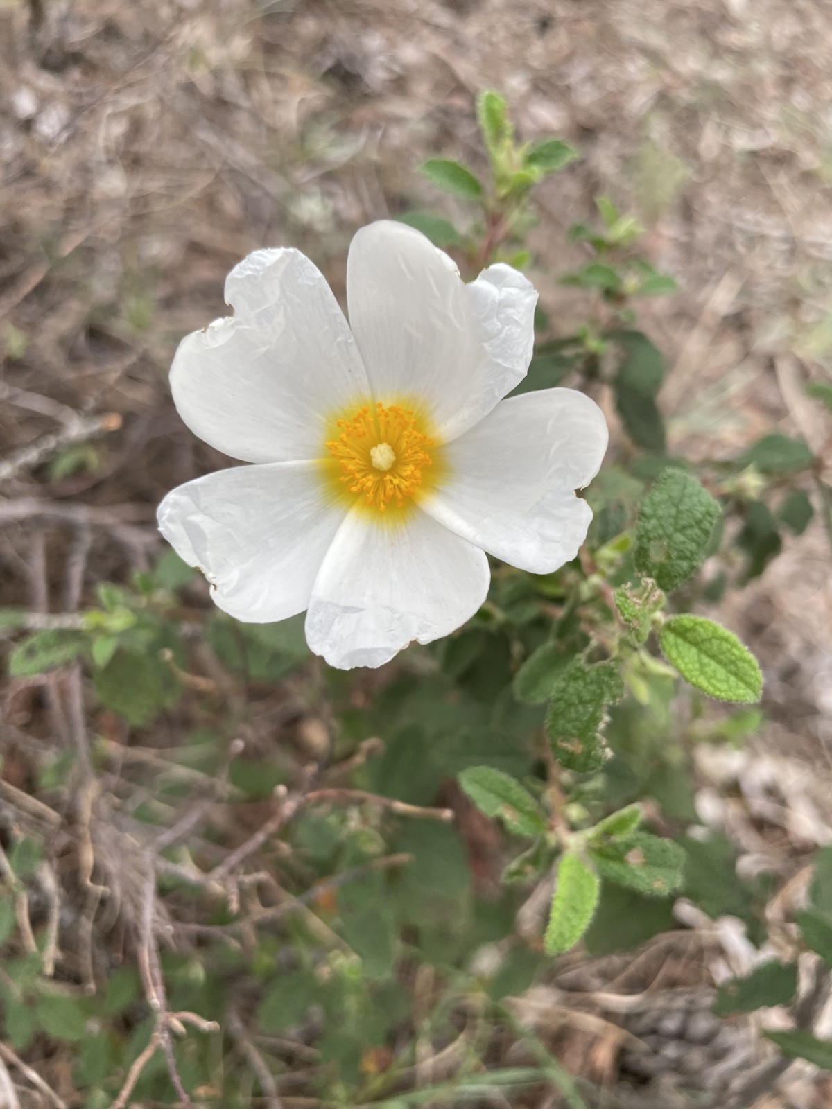 Discovery of Mediterranean Flora - Expérience Côte d'Azur