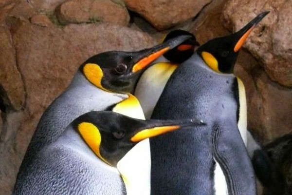 CLOSED - Entry to Marineland - Expérience Côte d'Azur