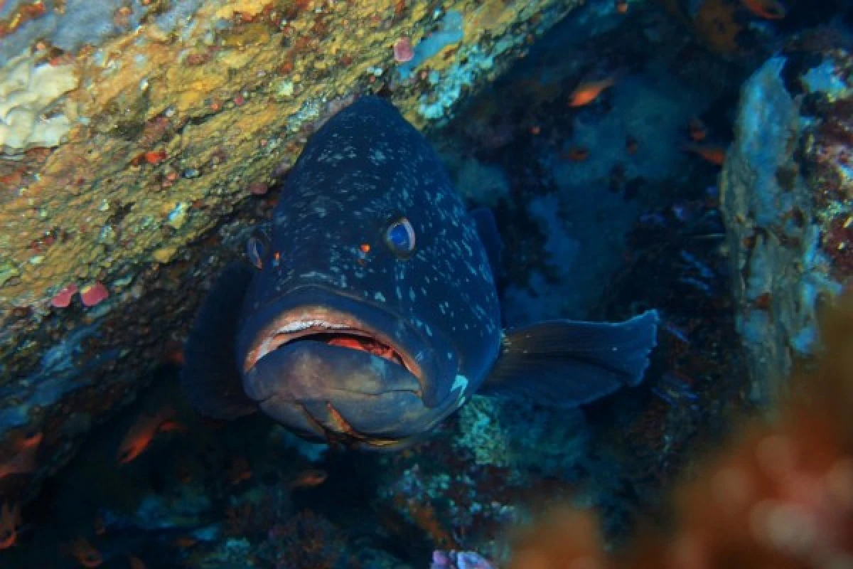 Exploration scuba diving - Les Issambres - Expérience Côte d'Azur