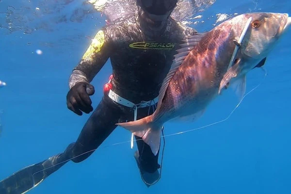 Initiation / Improvement : Underwater fishing - Expérience Côte d'Azur