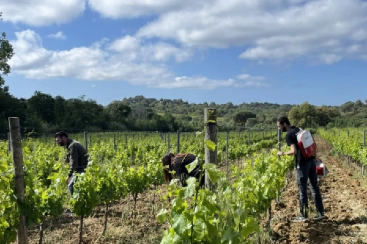 Wine escape game, La Croix Valmer - Expérience Côte d'Azur