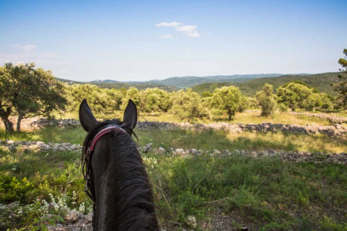 Relaxing outing day on horse or pony - Expérience Côte d'Azur