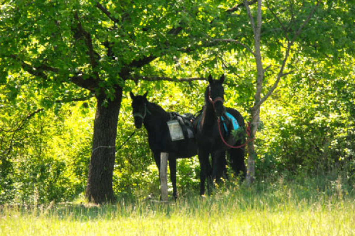 Relaxing outing day on horse or pony - Expérience Côte d'Azur