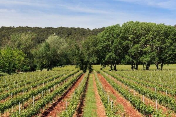 L'Esterel Wine Tour - Half Day - Private Tour - Expérience Côte d'Azur