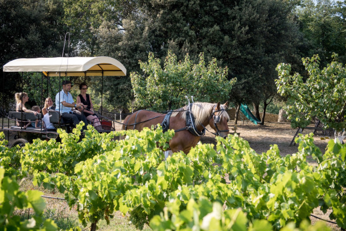 Balade en crèche vignes commanderie de Peyrassol