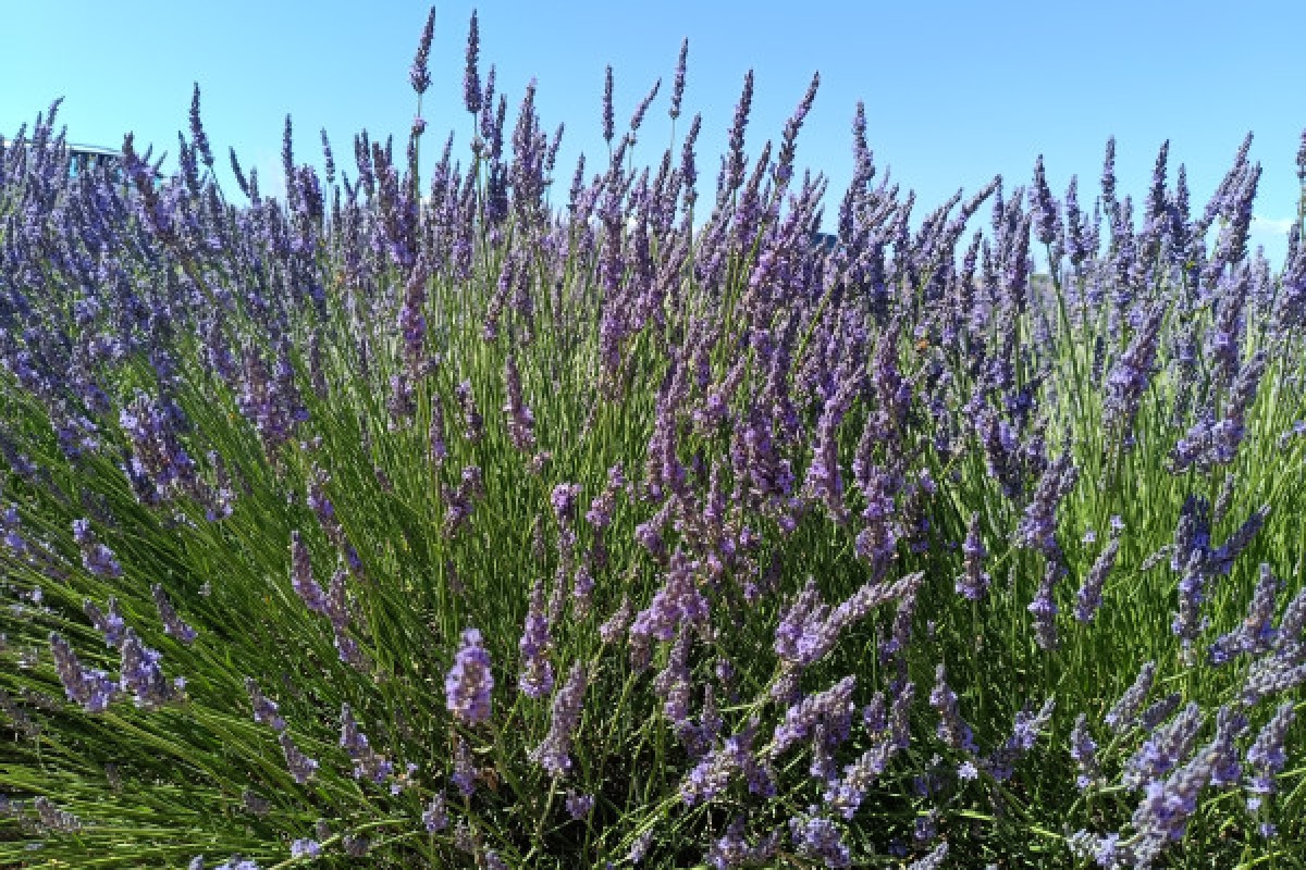 Lavender in the spotlight at Plateau de Valensole - Expérience Côte d'Azur
