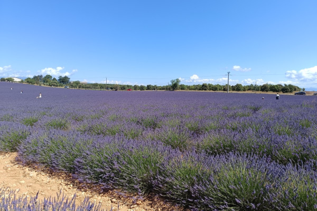 Lavender in the spotlight at Plateau de Valensole - Expérience Côte d'Azur