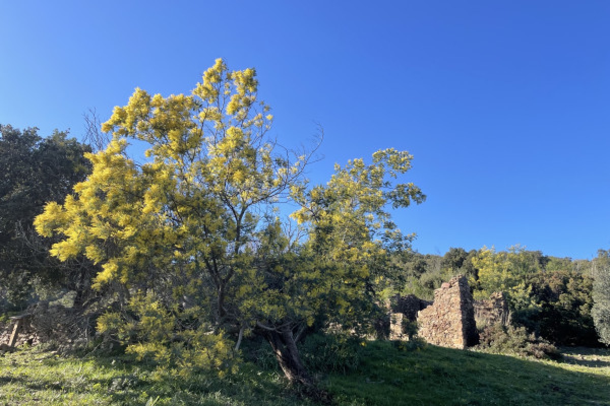 Le Balcon des Issambres - Expérience Côte d'Azur