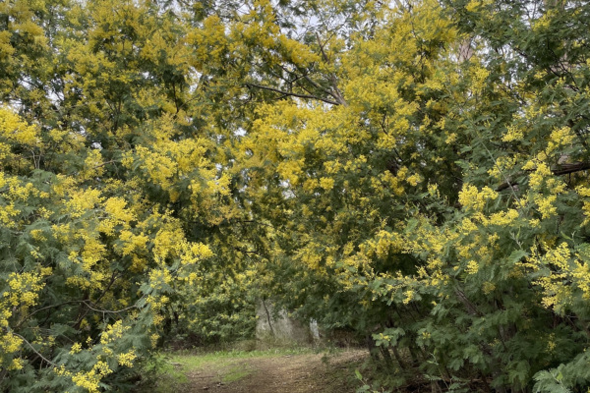 Le Balcon des Issambres - Expérience Côte d'Azur