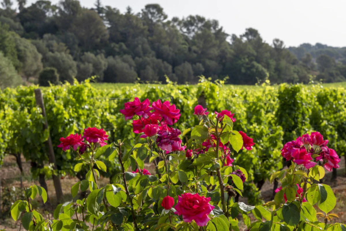 Le Clos des Roses - Visit Audio - Expérience Côte d'Azur