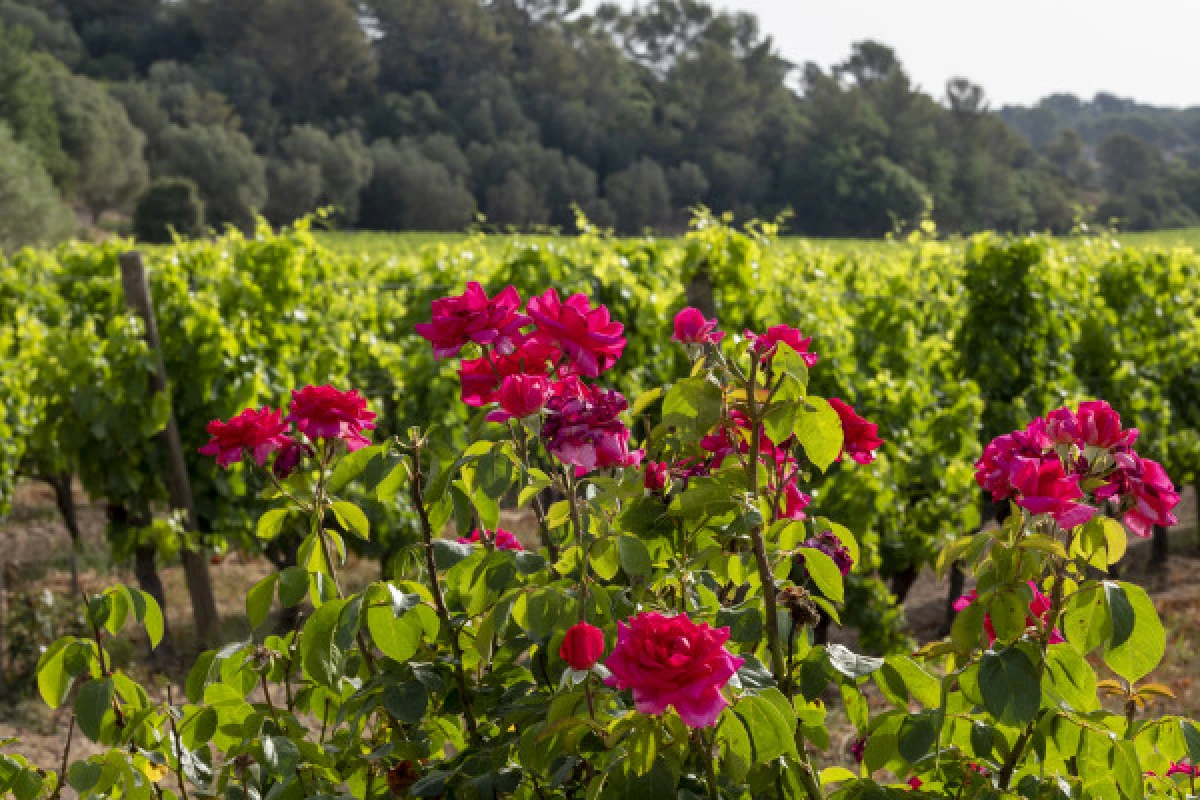 Le Clos des Roses - Audio Tour & Petanque - Expérience Côte d'Azur