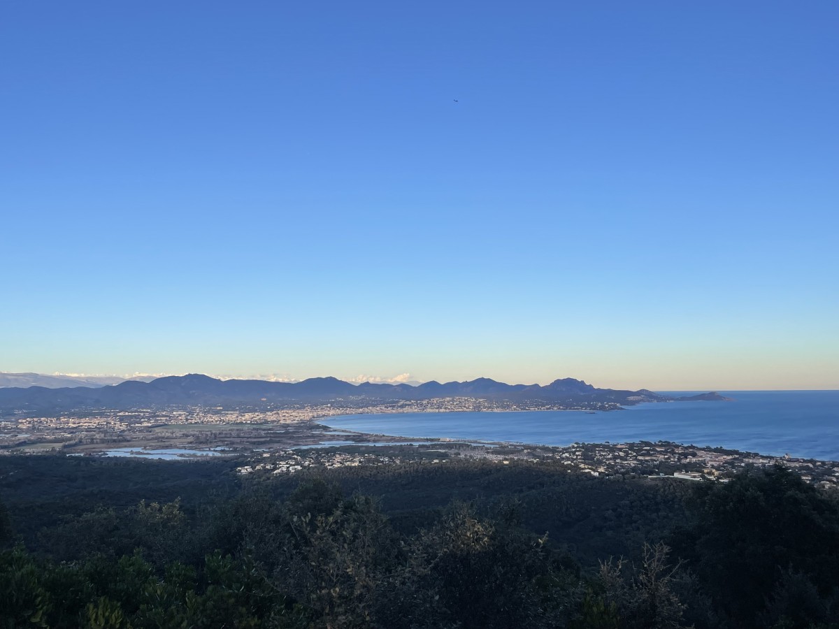 The mimosa at the heart of the Petites Maures - Expérience Côte d'Azur