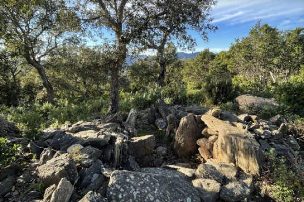 The mimosa at the heart of the Petites Maures - Expérience Côte d'Azur