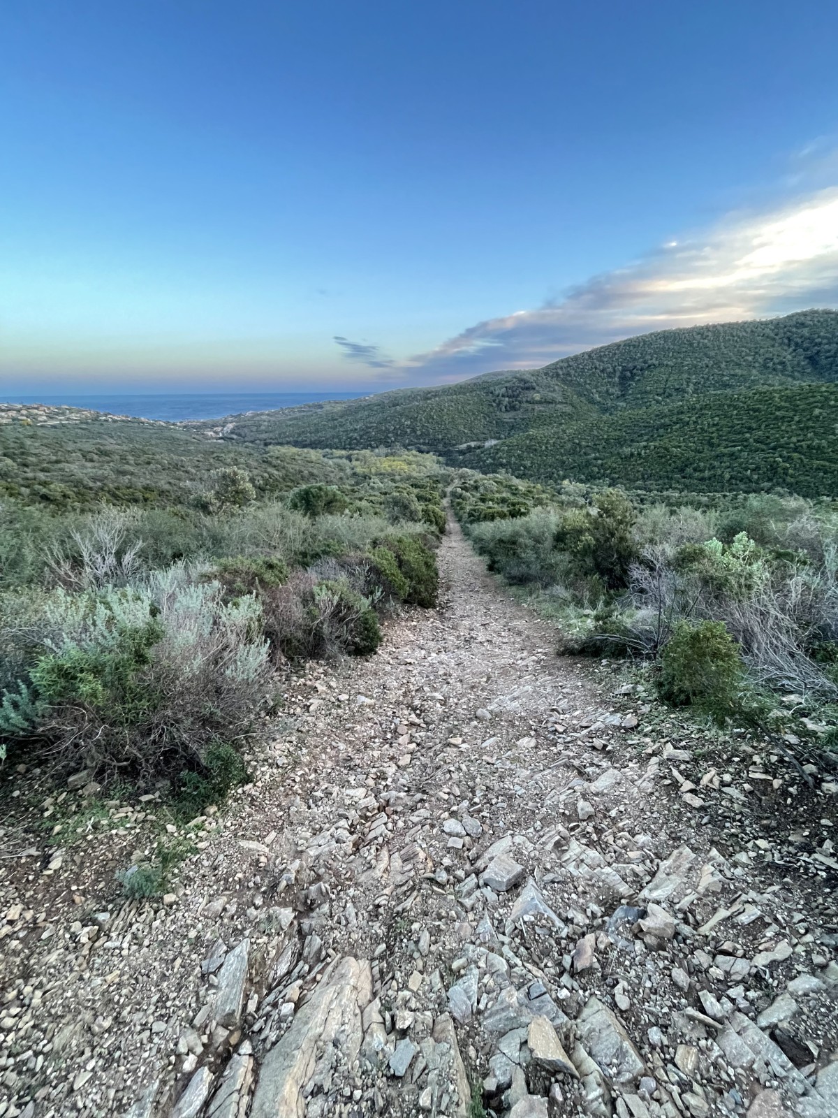 The mimosa at the heart of the Petites Maures - Expérience Côte d'Azur