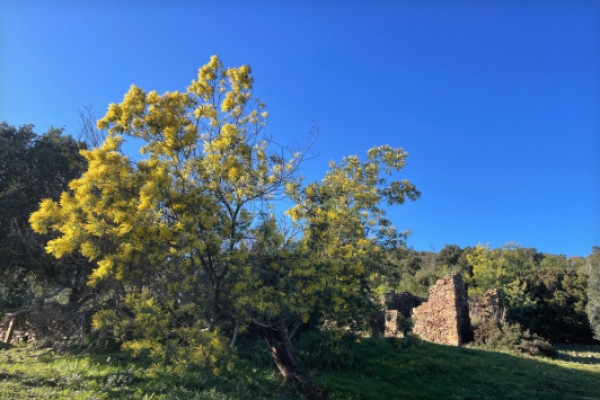 The mimosa at the heart of the Petites Maures - Expérience Côte d'Azur