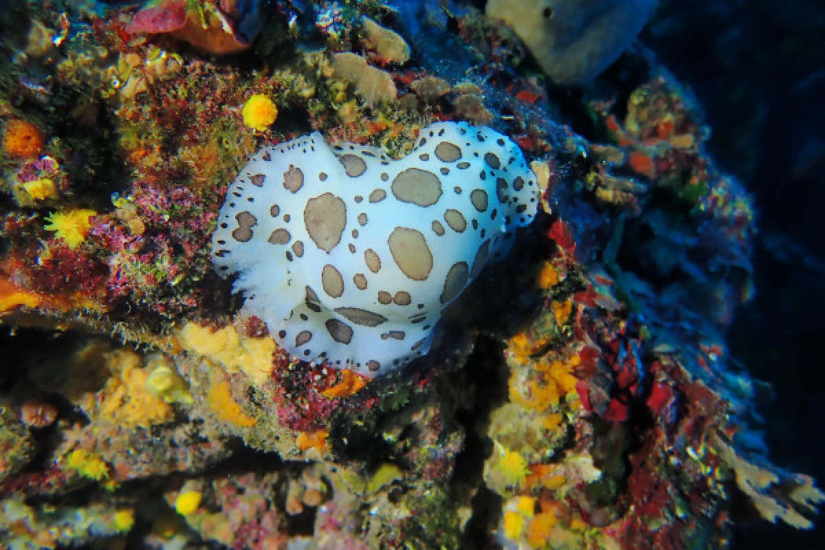 Esterel's Aquatic treasures - Expérience Côte d'Azur