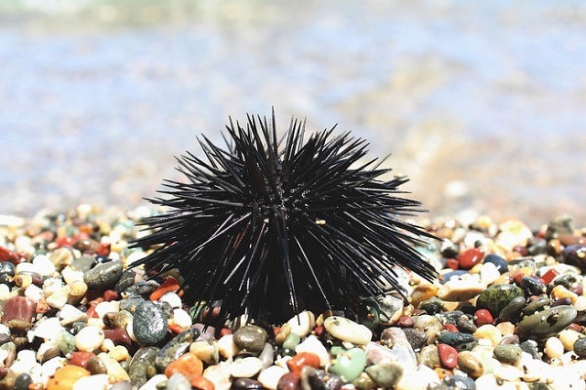  - Expérience Côte d'Azur