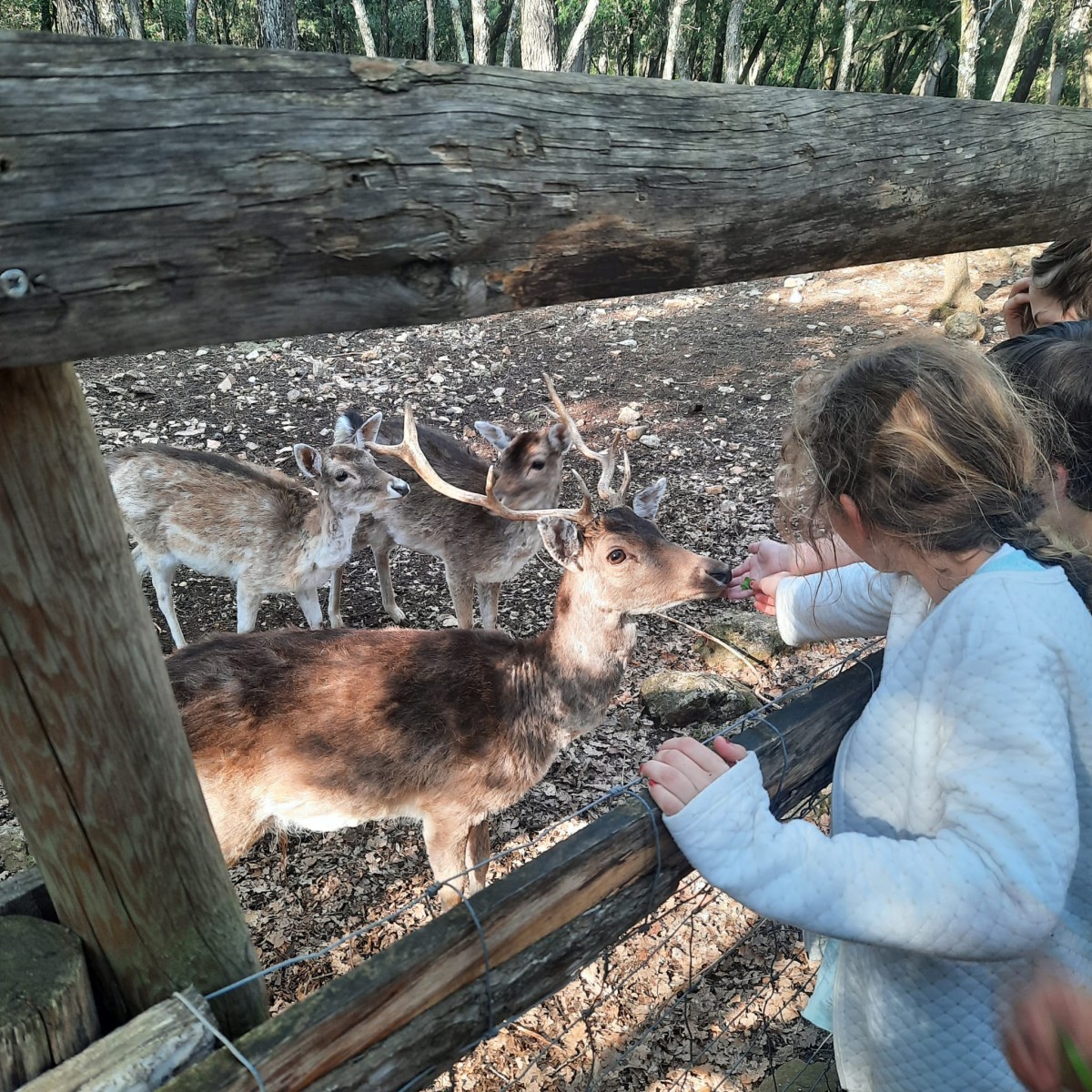 Aoubré Park on sale – Experience a nature adventure with family in Var - Expérience Côte d'Azur