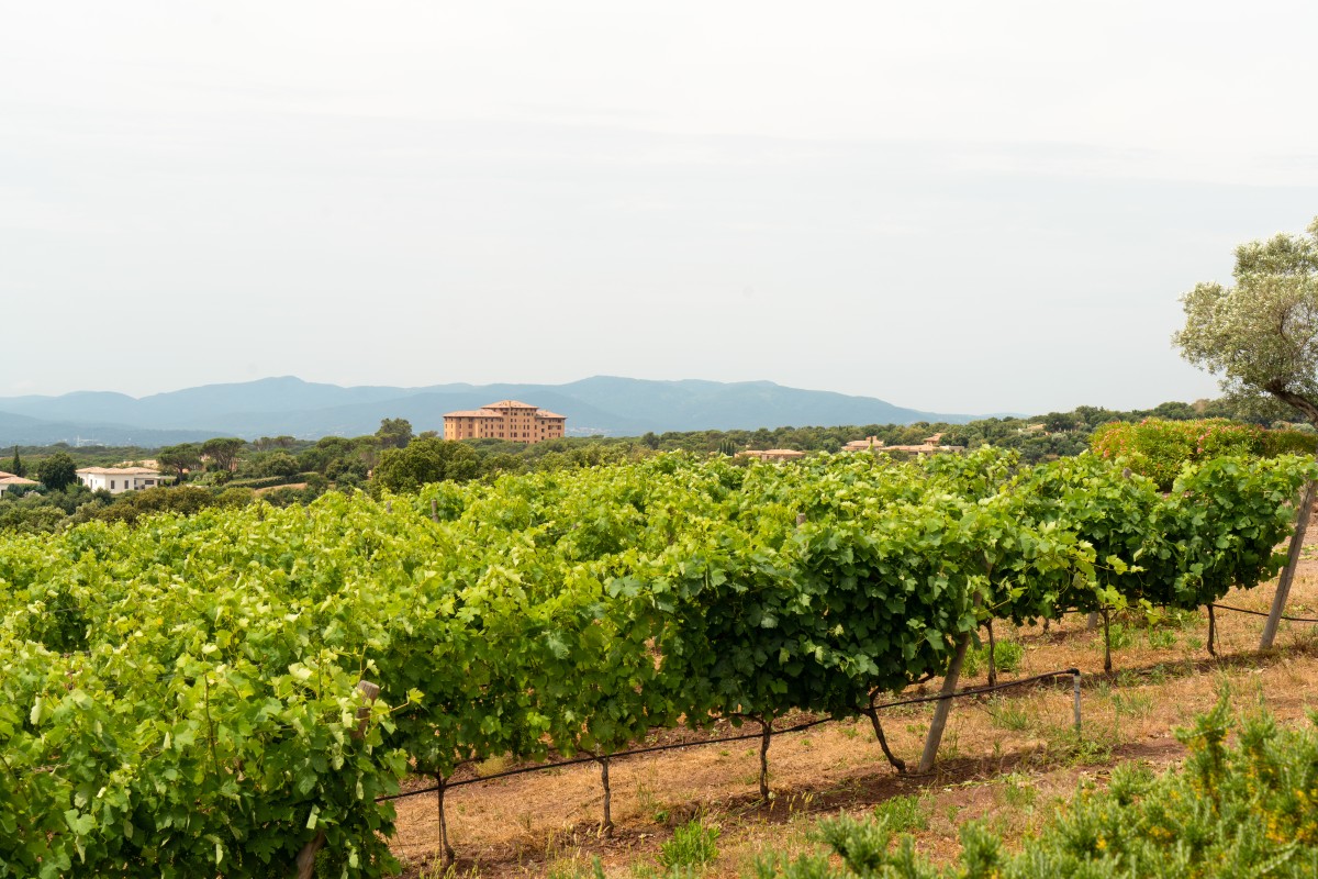 Cheese & Wine tasting break overlooking the vineyards - EVG/JF special - Expérience Côte d'Azur