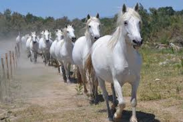 Gypsy pilgrimage - Coach excursion - Expérience Côte d'Azur
