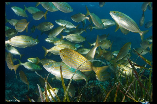 First Scuba Diving - Fréjus - Expérience Côte d'Azur