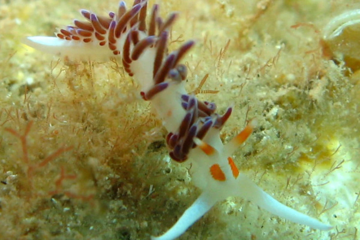 First dive without certificate - Saint-Raphaël - Expérience Côte d'Azur