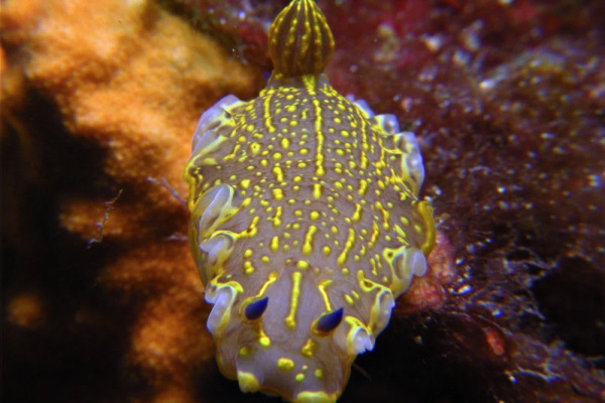 First dive without certificate - Saint-Raphaël - Expérience Côte d'Azur