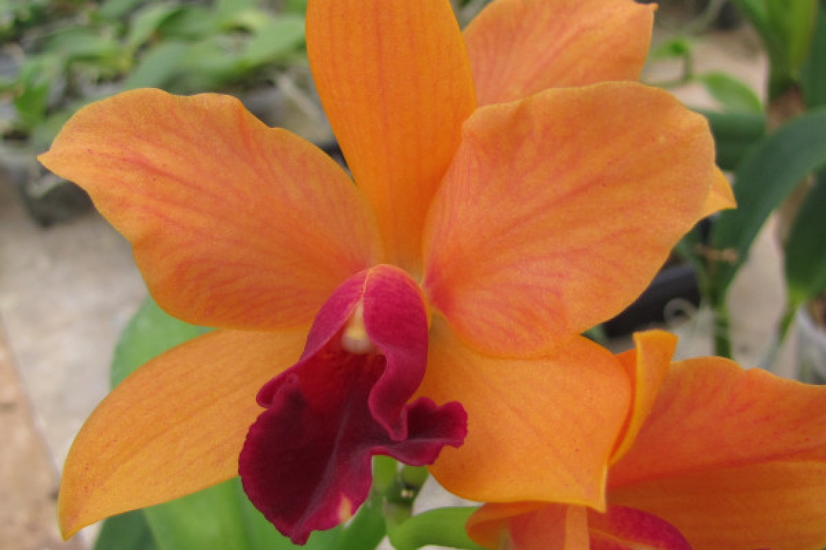 Open house - Expérience Côte d'Azur