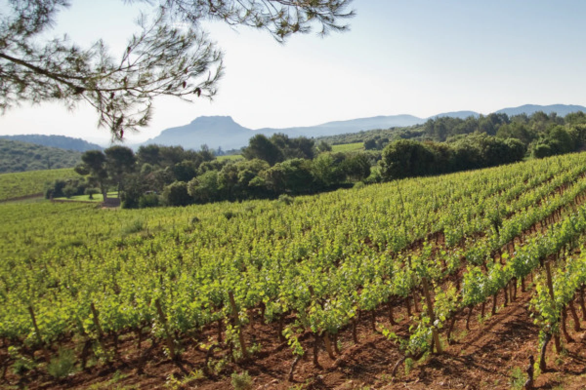 Provence Wine Tour - from Cannes - Expérience Côte d'Azur