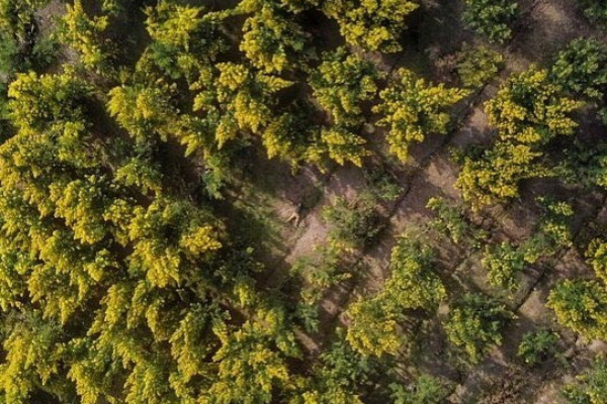 Hiking mimosa Peguire - Expérience Côte d'Azur