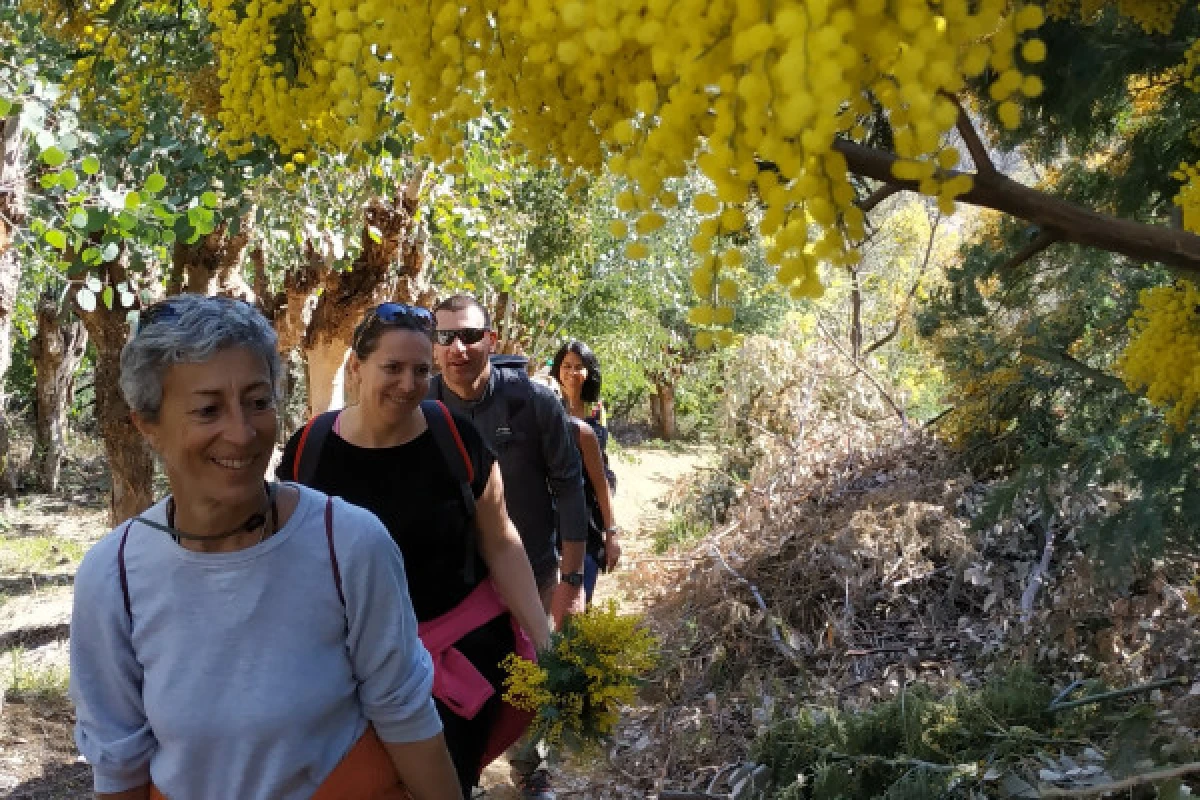 In the heart of the mimosa in Mandelieu - Expérience Côte d'Azur