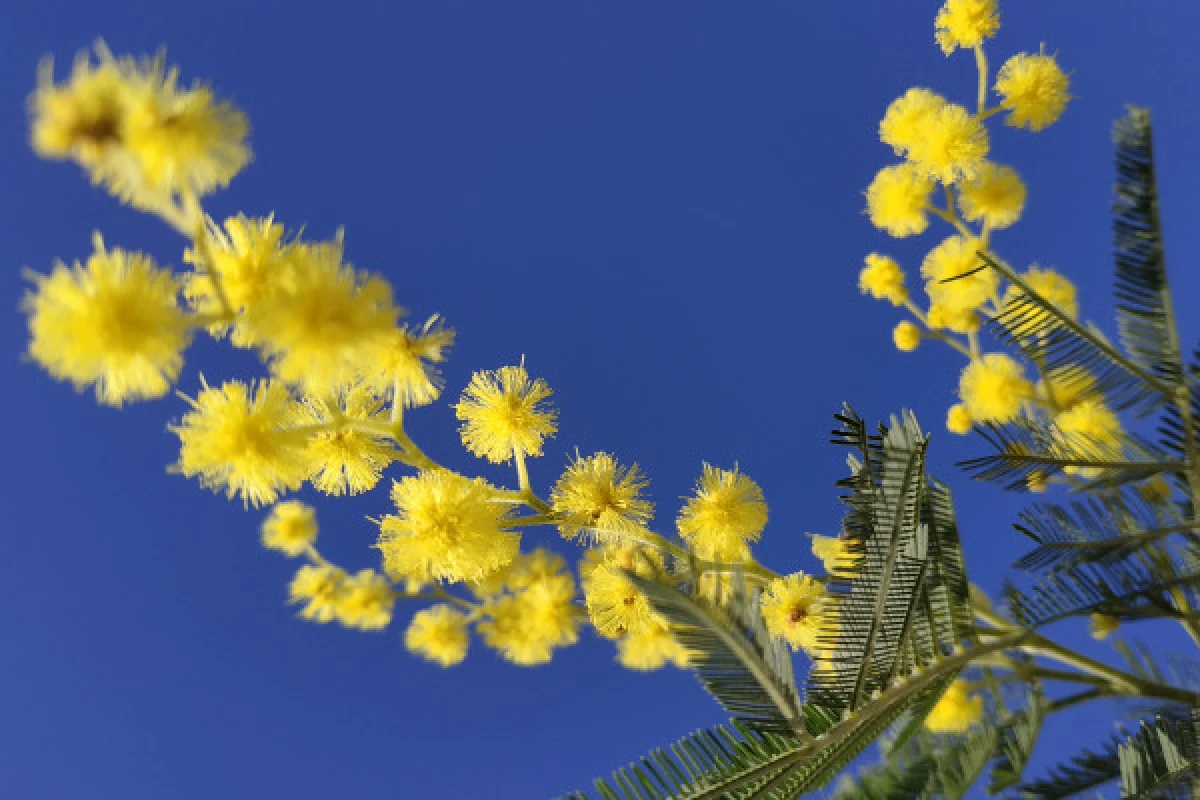 In the heart of the mimosa in Mandelieu - Expérience Côte d'Azur