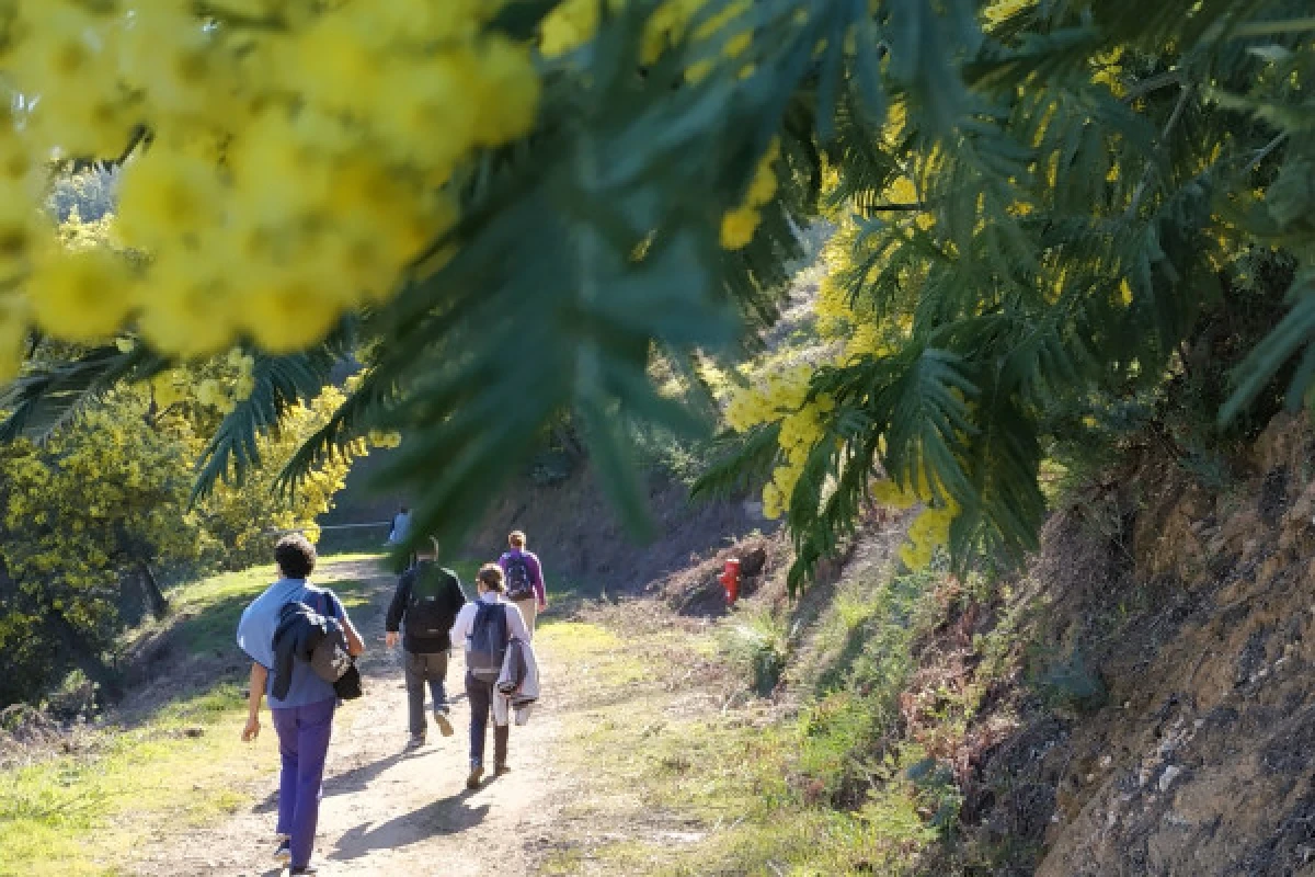 In the heart of the mimosa in Mandelieu - Expérience Côte d'Azur