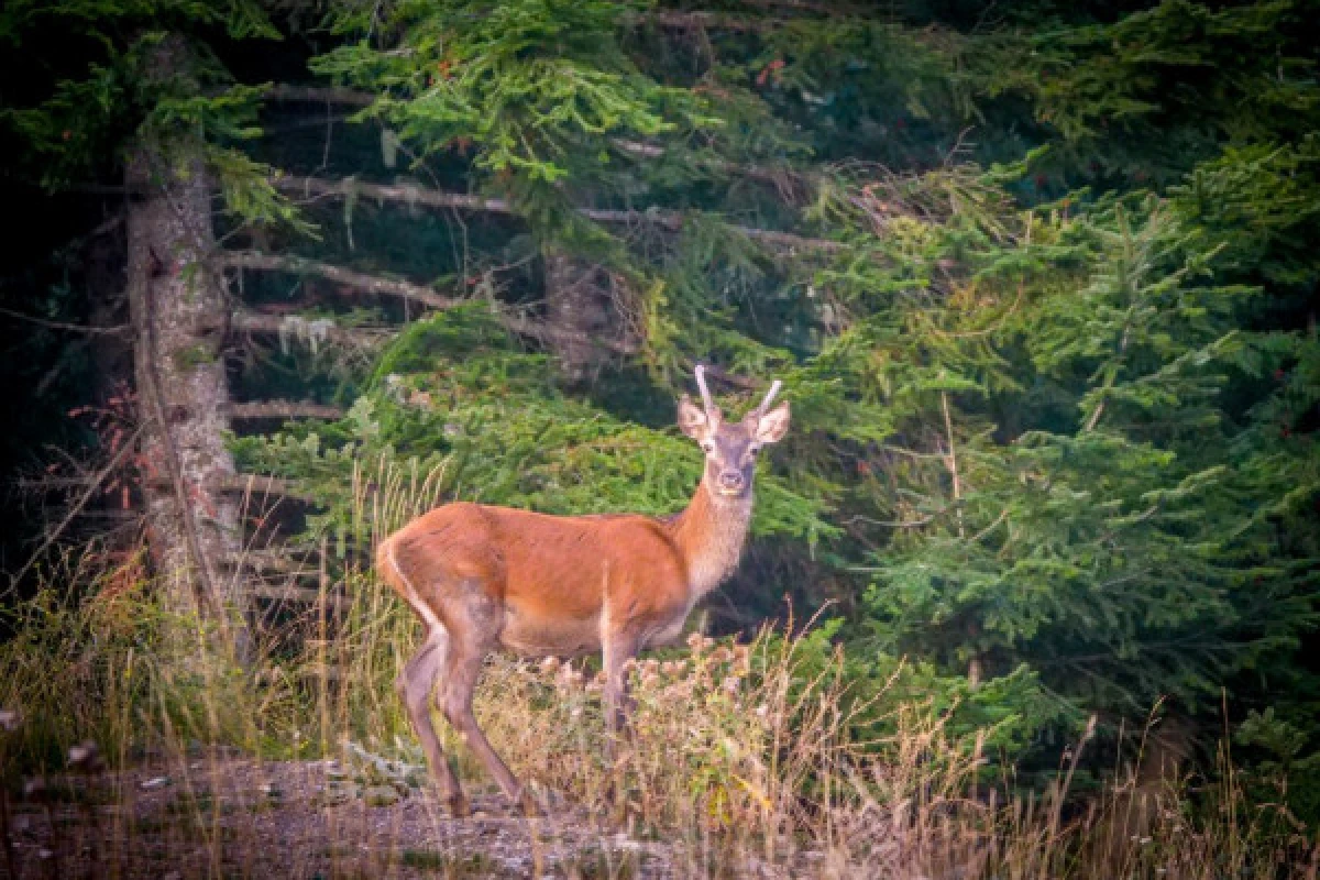 The Deer's slab - Hike in the Esterel - Expérience Côte d'Azur