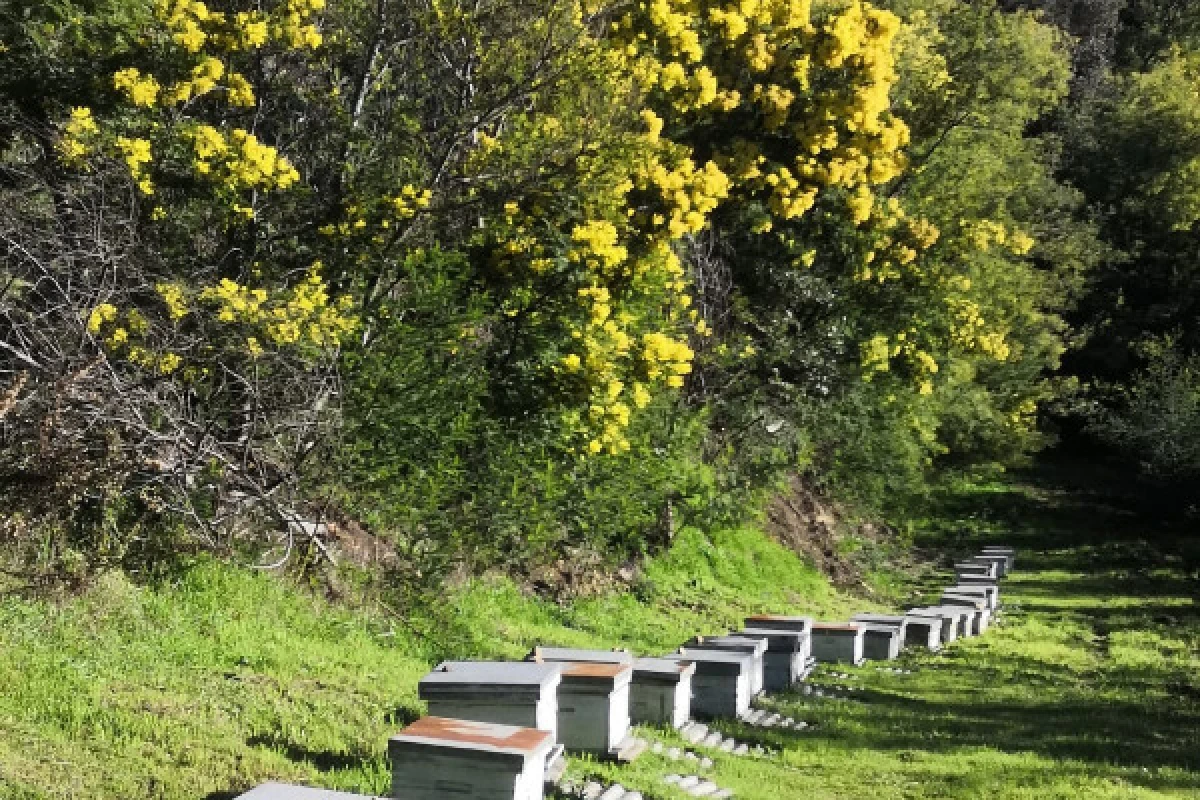 Hike in the biggest Mimosa's forest of Europe - Expérience Côte d'Azur