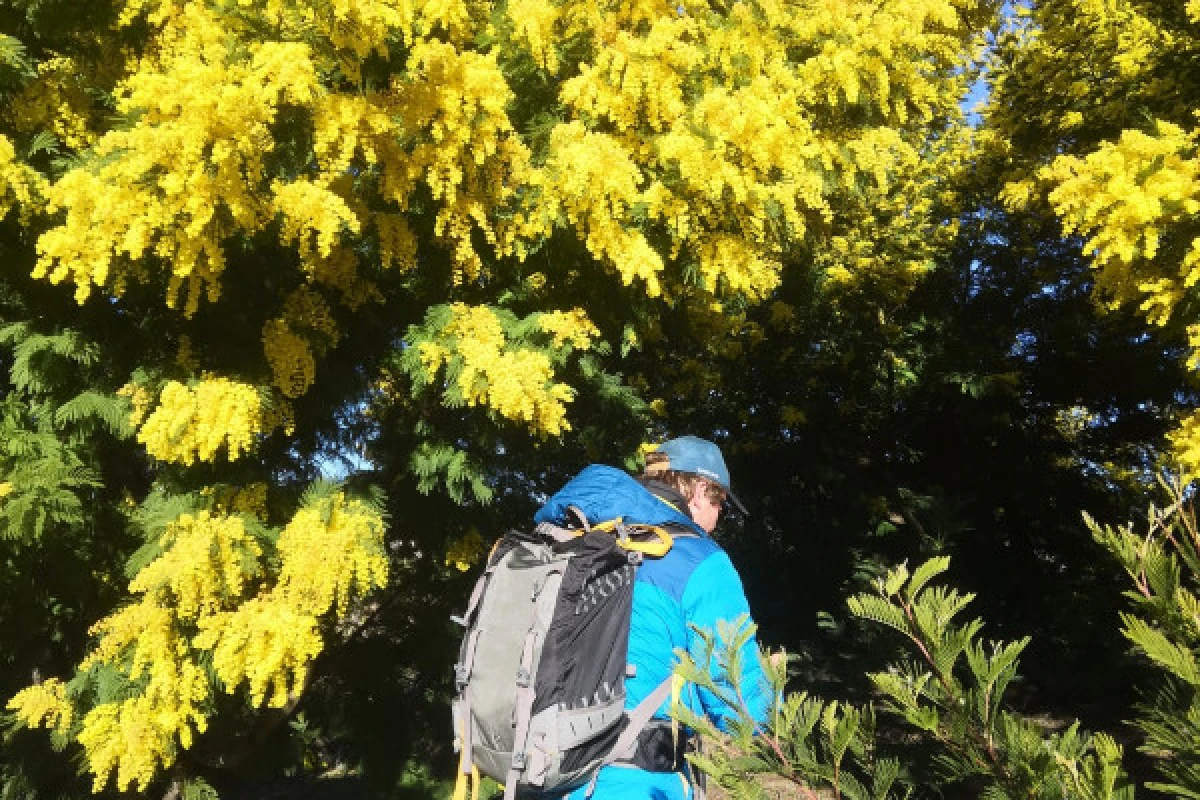 Hike in the biggest Mimosa's forest of Europe - Expérience Côte d'Azur