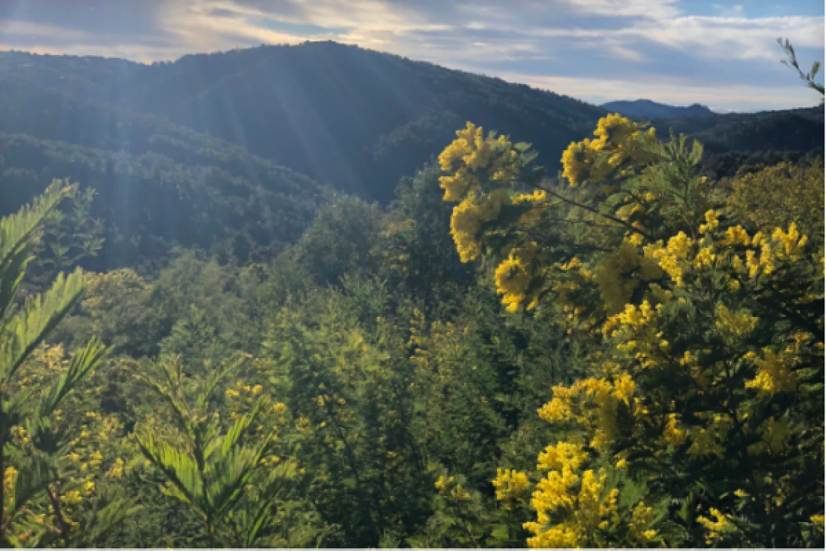 Hike in the biggest Mimosa's forest of Europe - Expérience Côte d'Azur