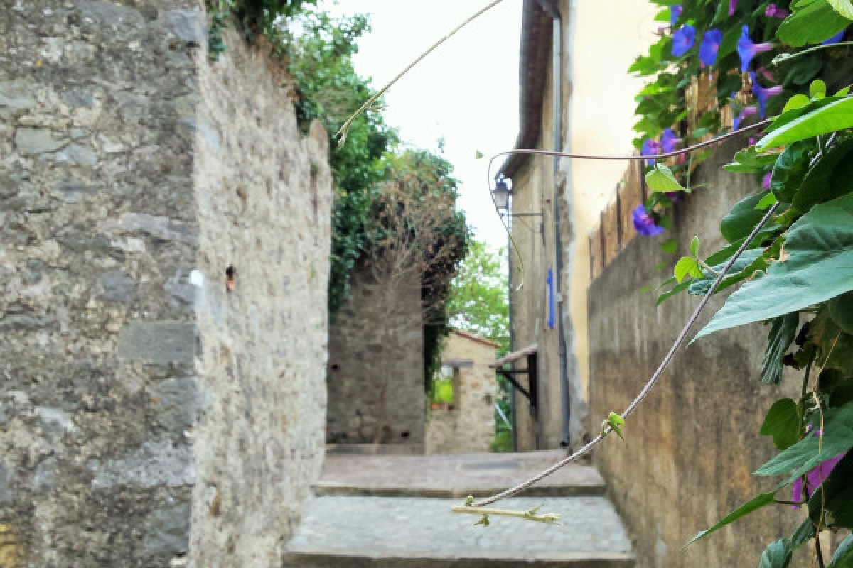 Pays de Fayence discovery hike and edible plants - Expérience Côte d'Azur