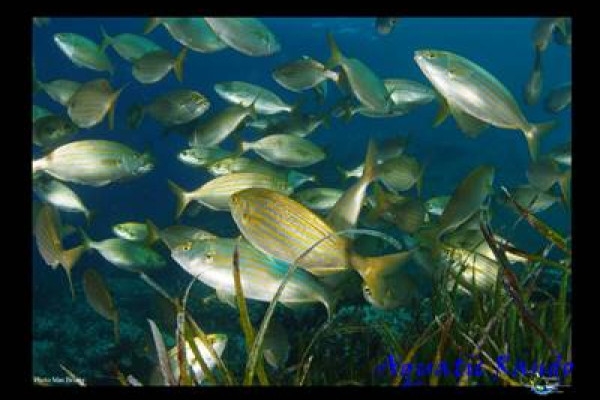 Palmed hiking - Fréjus - Expérience Côte d'Azur