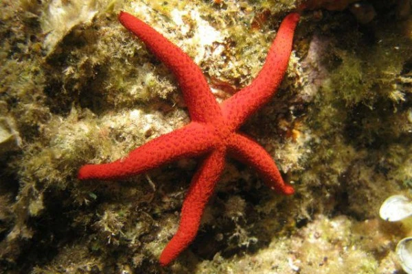 Snorkeling - Europlongée  - Expérience Côte d'Azur