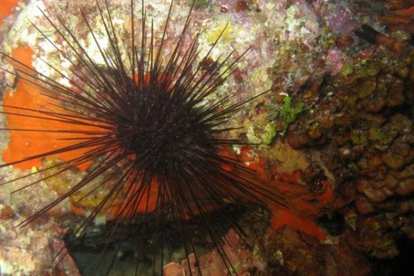 Snorkeling - Europlongée  - Expérience Côte d'Azur