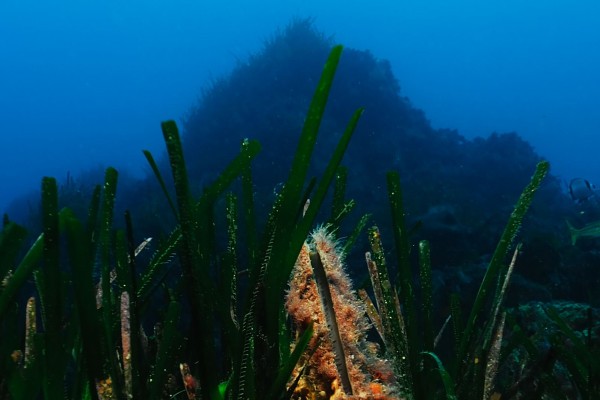 Snorkeling - Europlongée  - Expérience Côte d'Azur
