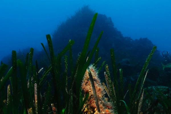 Snorkeling - Europlongée  - Expérience Côte d'Azur