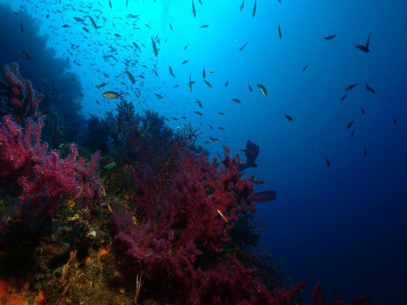 Snorkeling Ile d'Or - Saint-Raphaël - Expérience Côte d'Azur