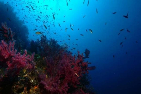 Snorkeling in the Dramont - Saint-Raphaël - Expérience Côte d'Azur