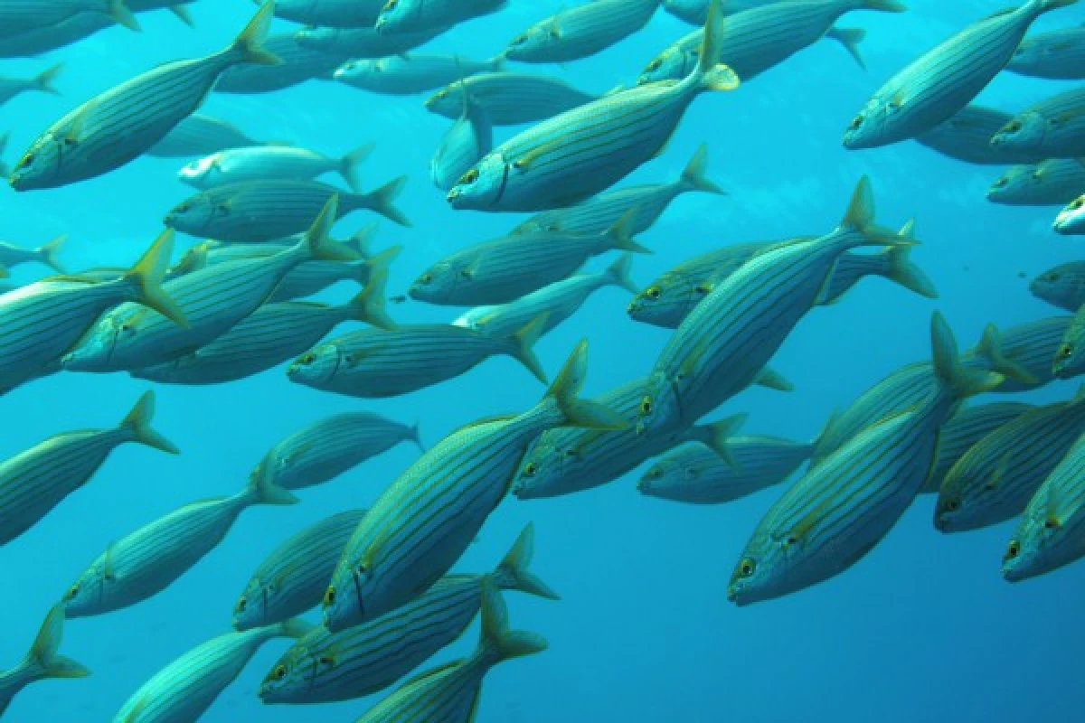 Snorkeling supervised with instructor - Les Issambres - Expérience Côte d'Azur