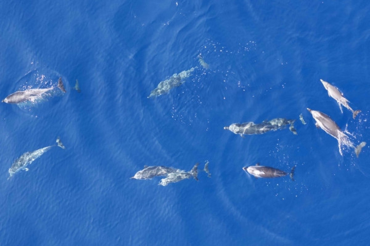 Simone - Dolphins & cetaceans - Expérience Côte d'Azur