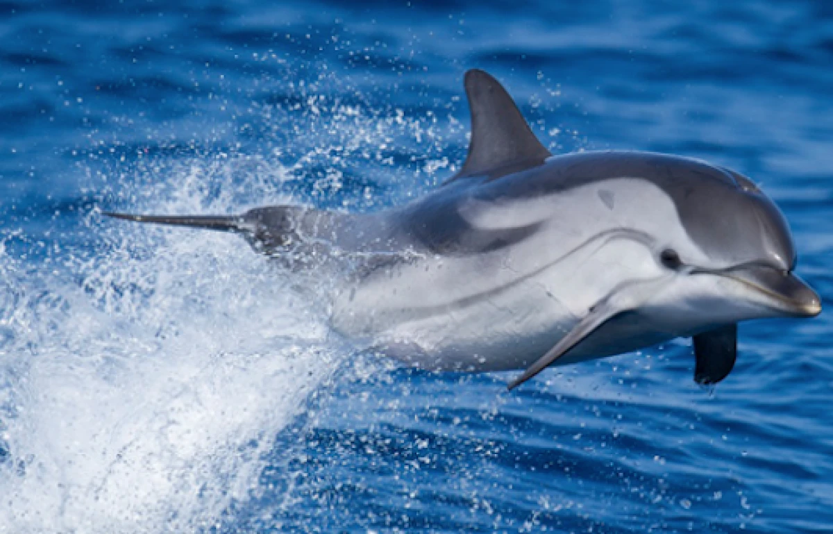 Sea excursion - Seeing dolphins and cetaceans - Saint Raphaël - Expérience Côte d'Azur